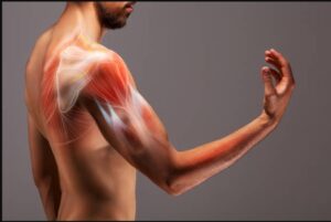Shoulder pain massage in Hernando FL showing muscles of the shoulder